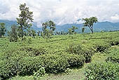 Kangra Valley - Tea Gardens